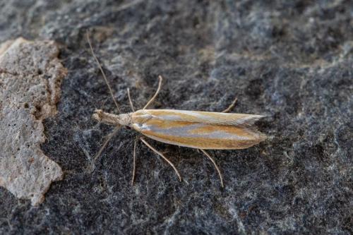 Réf. 219 490 : Pleurota honorella